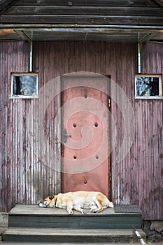 Old tired dog laying down near the door of the house in the village