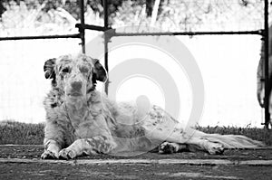 Old and tired dog resting at the backyard of its owner house underneath the shade of the house in black and white