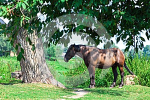 Old tired horse near the tree