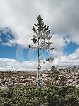 Old Tjikko, The oldest tree in the world.