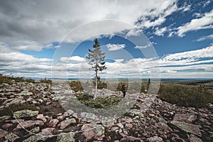 Old Tjikko, The oldest tree in the world.