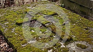 Old tomb covered green moss