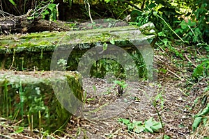 Old tombstone overgrown with moss on abandoned cemetery