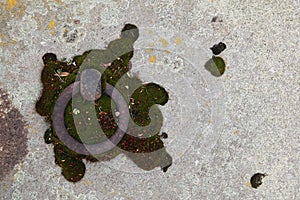 Old tombstone ring at the abandoned cemetery.