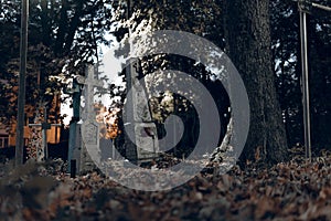 Old tombstones ruin in autmn forest, cemetery in evening, night, moon light, selective focus, halloween concept design backgrond