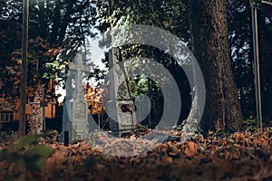 Old tombstones ruin in autmn forest, cemetery in evening, night, moon light, selective focus, halloween concept design backgrond