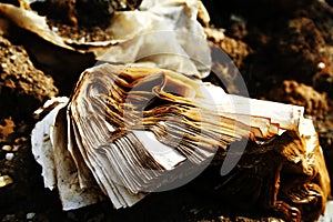 Old torn book