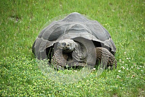 Old Tortoise
