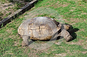 Old Tortoise