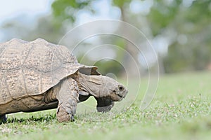 Old tortoise chewing grass while walking on a large grass patch