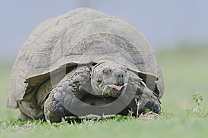 Old tortoise eating as he walks along in a nature reserve