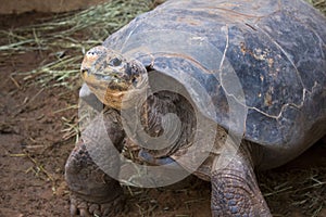 Old Tortoise at Zoo