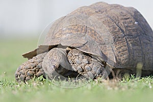 Old tortoise walking along and eating on a hot summers day