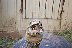 Old Tortoise at Zoo