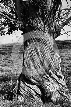 An Old Tortured Tree photo