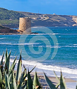 Old tower with agaves