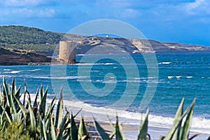 Old tower with agaves