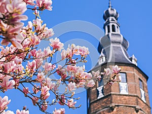 Old tower with blossom of magnolias in Groningen in spring. Beautiful pink magnolias on blue sky background