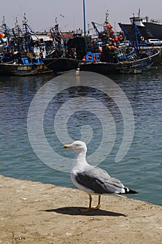 Old town in Essaouira, Morocco. Oriental Travel. Wanderlust.