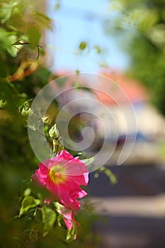 Old Town Flowering Climbing Plant