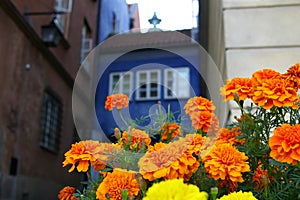 Old town flowers photo