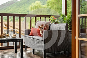 An old toy terrier sits on a wicker sofa on a cozy terrace. Pets at home concept.