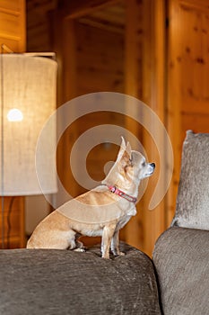 An old toy terrier sitting on a sofa. Small dog in cozy interior at home.