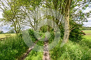 Old track between trees and fields