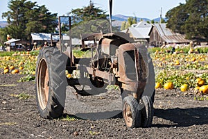 Old tractor in front of a pumpking field, California, USA