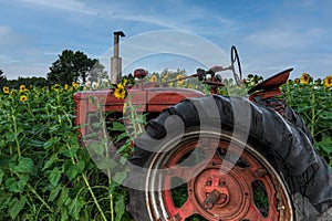 Old Tractor in Sunflower Field