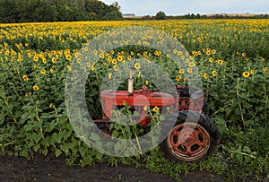 Old Tractor in Sunflower Field Summer