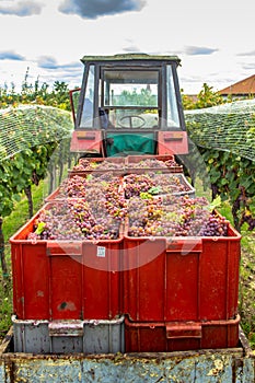 Old tractor trailer full of various grapes harvested in vineyard during grape harvest season.Detail of sweet organic