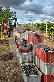 Old tractor trailer full of various grapes harvested in vineyard during grape harvest season.Detail of sweet organic juicy