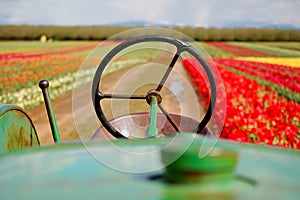 Old Tractor in Tulip Field photo