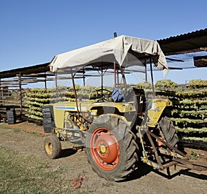 Old Tractor On Vineyard.