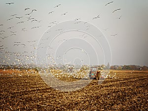 Old Tractor working on the agricultural Field with birds