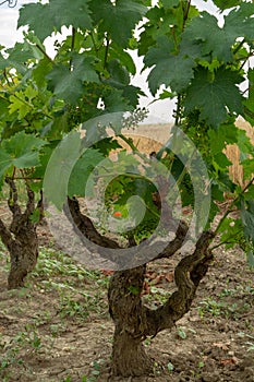 Old traditional alberello vineyards with rows of primitivo wine