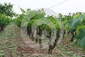 Old traditional alberello vineyards with rows of primitivo wine