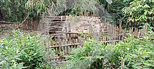 Old and traditional Nipa House in the Forest