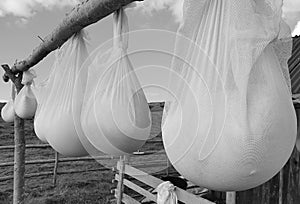 Old traditional way of cheese making by drying it in the sheepfold