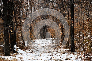 Old trail in the forest