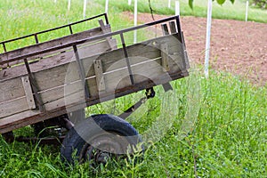 The old trailer cart in field