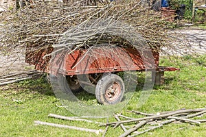 An old trailer is completely filled with branches cut from a large tree