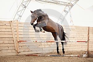 Old trakehner horse jumping obstacle