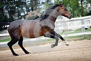 Old trakehner showjumping horse running gallop near fence