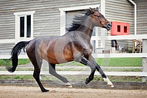 Old trakehner showjumping horse running gallop near fence