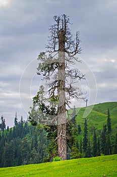 Old tree