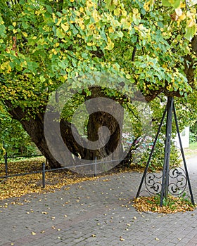 Old tree, 450 years old linden tree on the shore of Tikhoye Lake in autumn. Svetlogorsk. Russia