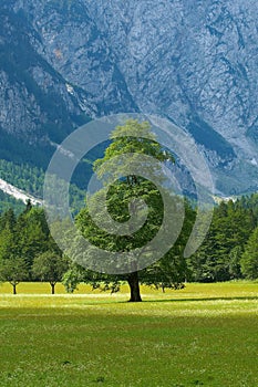 Old tree in alpine valley