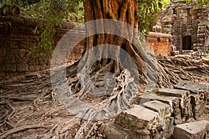 Old tree and ancient stone wall at the Cambodian temple Ta Prom